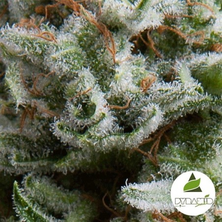 Auto Anästhesie von Pyramid Seeds feminisiert - Günstig anbauen