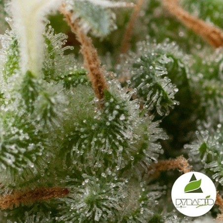 Auto Super Hash von Pyramid Seeds feminisiert - GB The Green Brand