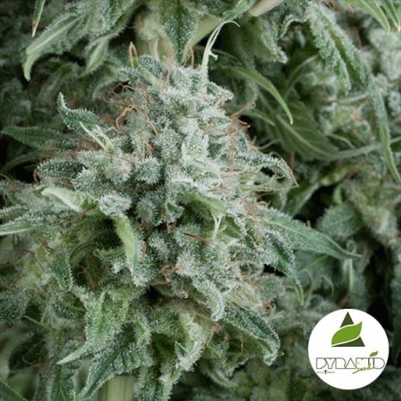 Auto Anubis von Pyramid Seeds feminisiert - Günstig anbauen