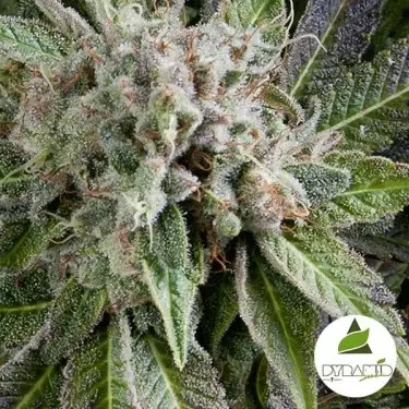 Auto Blue Pyramid von Pyramid Seeds feminisiert - GB The Green Brand