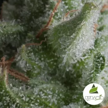 Auto Shark von Pyramid Seeds feminisiert - Günstig anbauen