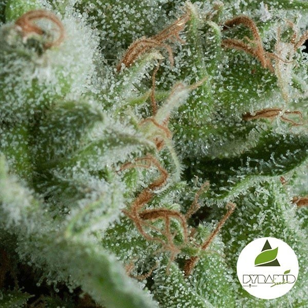 View Auto Kryptonit von Pyramid Seeds feminisiert - Günstig Grow