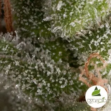 Auto Fresh Candy von Pyramid Seeds feminisiert - Günstig anbauen