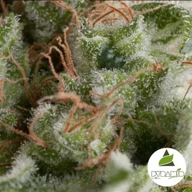 Auto American Pie von Pyramid Seeds auto - Günstig Anbauen