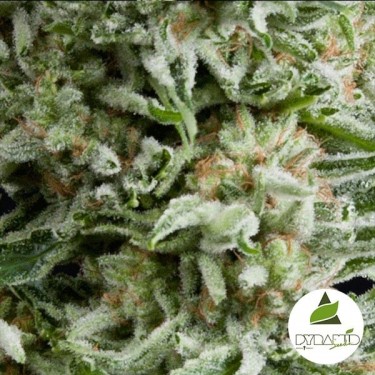 Auto Amnesia Gold von Pyramid Seeds feminisiert - Günstig anbauen