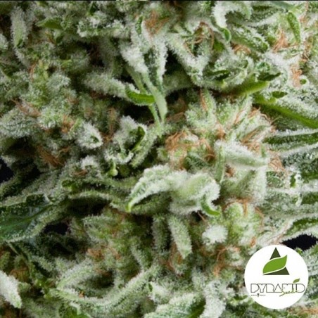 Auto Amnesia Gold von Pyramid Seeds feminisiert - Günstig anbauen