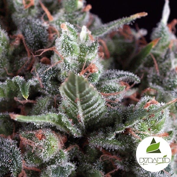 View Auto Olympia von Pyramid Seeds. Automatisch - Günstig anbauen