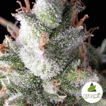 View Auto Ramses von Pyramid Seeds. Autoflowering - Günstiges Wachstum