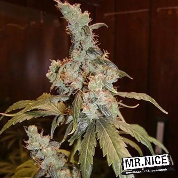 Sicht Afghan Haze regular cannabis plant