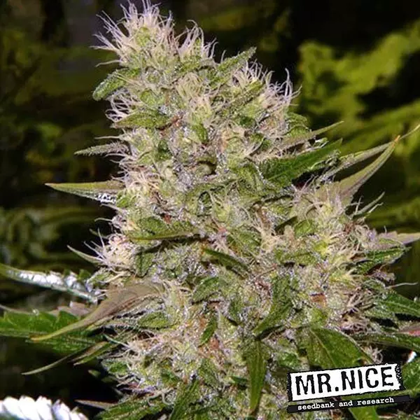 Sicht Critical Mass Mr Nice regulär kaufen - günstig anbauen