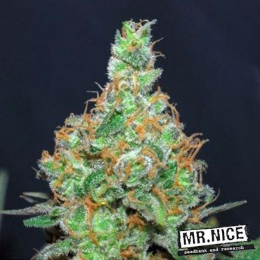 Super Silver Haze Regular Mr. Nice Seedbank - Günstig Anbauen