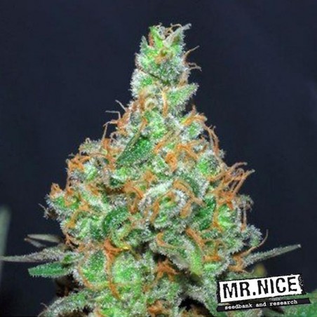 Super Silver Haze Regular Mr. Nice Seedbank - Günstig Anbauen