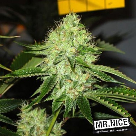 Medicine Man reguläre Samen von Mr.Nice - Grow Barato