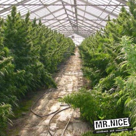 Neville  s Haze Regulär von Mr. Nice - Günstig Anbauen