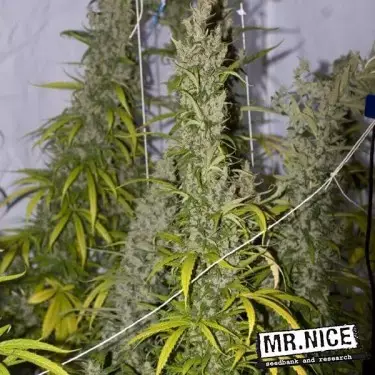 Mango Haze Regular von Mr. Nice 15 Samen - Günstig Anbauen