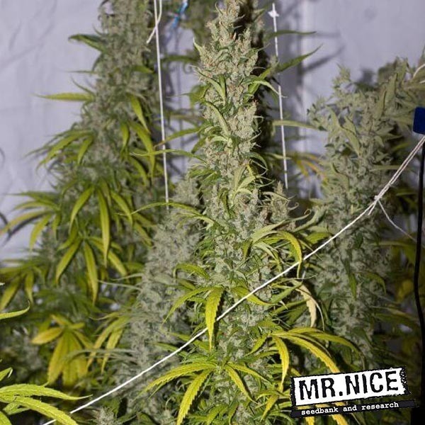 View Mango Haze Regular von Mr. Nice 15 Samen - Günstig Anbauen