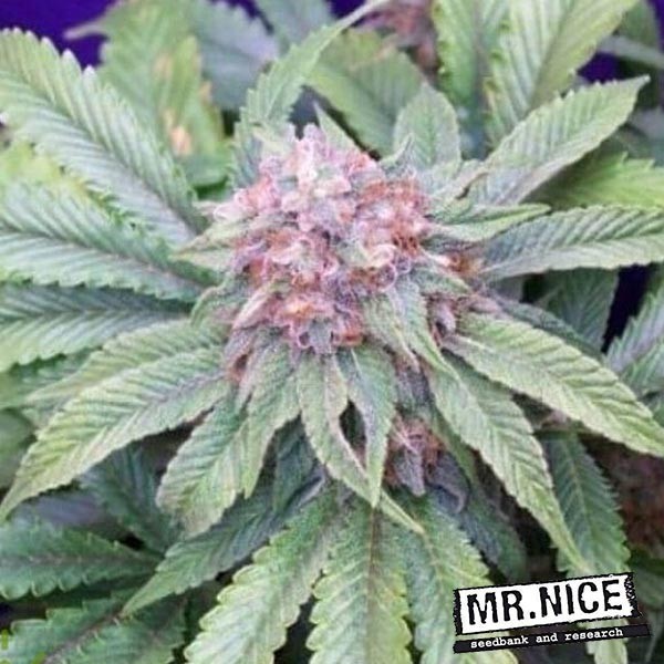 View G13 Widow Samen von Mr. Nice Seeds - Günstig anbauen