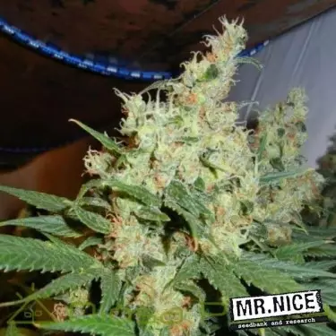 NL5 x Haze Regular von Mr. Nice, 15 Samen - Günstig anbauen