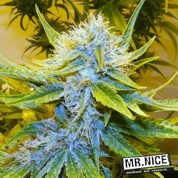 Sicht G13 Haze Regelmäßige Samen Mr. Nice - Billig Wachsen