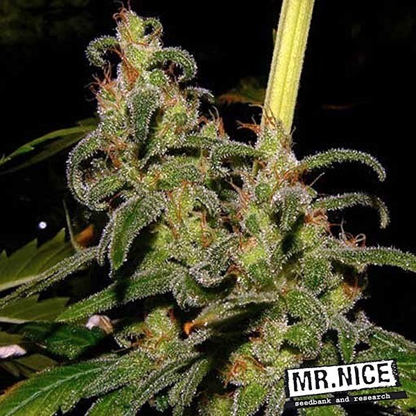 View La Niña 15 reguläre Samen Mr. Nice Sativa - Grow Barato