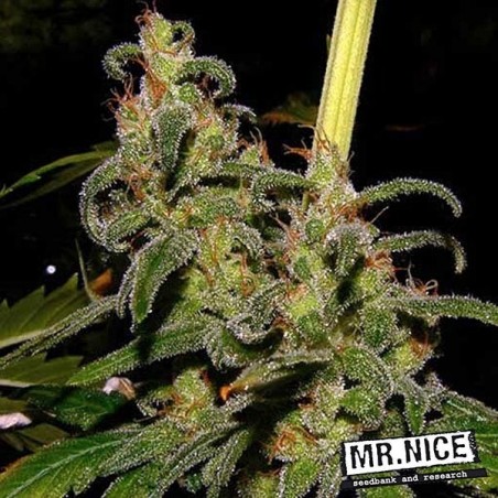 La Niña 15 reguläre Samen Mr. Nice Sativa - Grow Barato