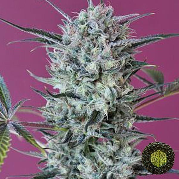 View Krystalica von Mandala Seeds hochwertige Sorte - Günstig Anbauen