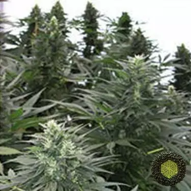 Safari Mix Mandala Seeds genetisch gemischte Sorten - Günstig anbauen