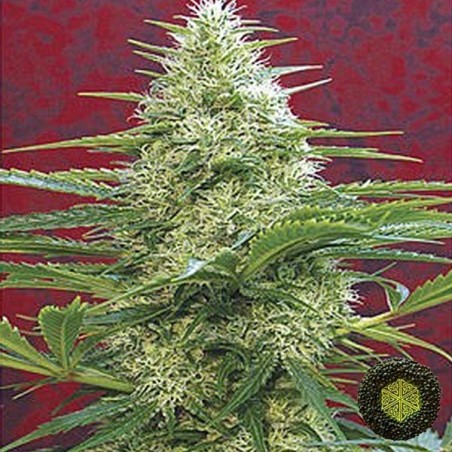 Satori von Mandala Seeds Hochleistungssort - Günstig Anbauen