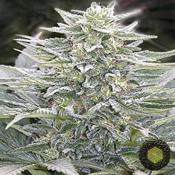 View Hashberry von Mandala Seeds mit entspannender Wirkung - Günstig Grow