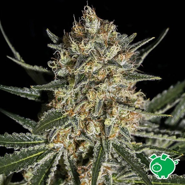View Face Off OG Bilbo von Genehtik Seeds kaufen - Günstig anbauen