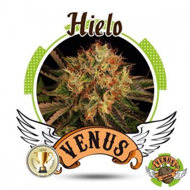 View Eis Venus Genetics 100% feminisiert - Günstig Grow