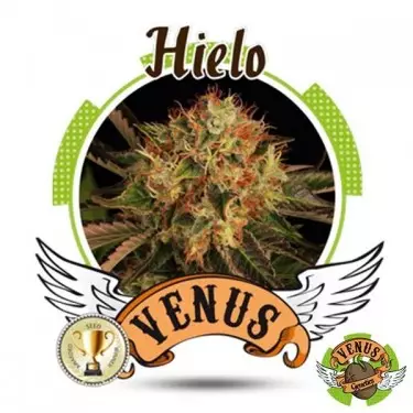Eis Venus Genetics 100% feminisiert - Günstig Grow