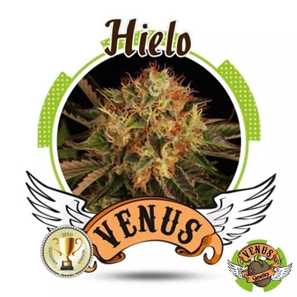 Sicht Eis Venus Genetics 100% feminisiert - Günstig Grow