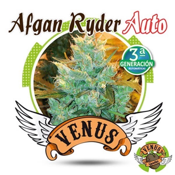 View Afgan Ryder Auto von Venus Genetics feminisiert - Billig Wachsen