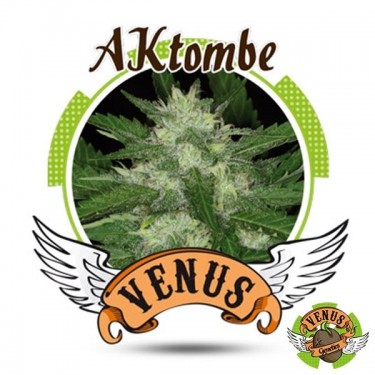 AKtombe Auto von Venus Genetics automatisch - Günstig anbauen