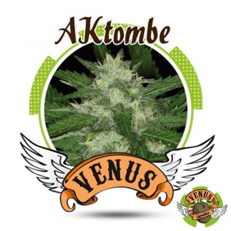AKtombe Auto von Venus Genetics automatisch - Günstig anbauen