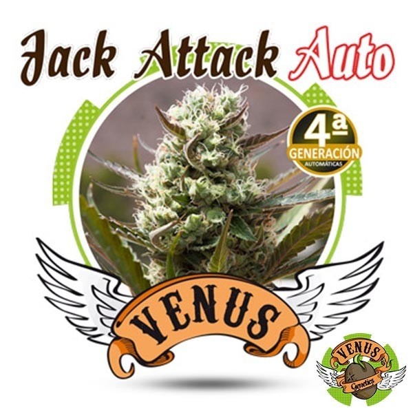 View Jack Attack Auto - Venus Genetics - weiblich - Billig wachsen