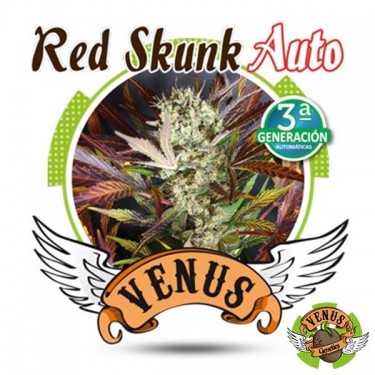 View Red Skunk Auto von Venus Genetics Autoflower - Günstig Anbauen