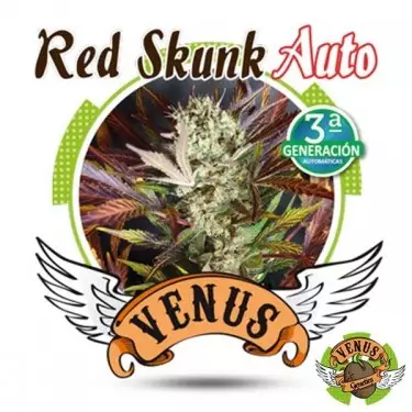 Red Skunk Auto von Venus Genetics Autoflower - Günstig Anbauen