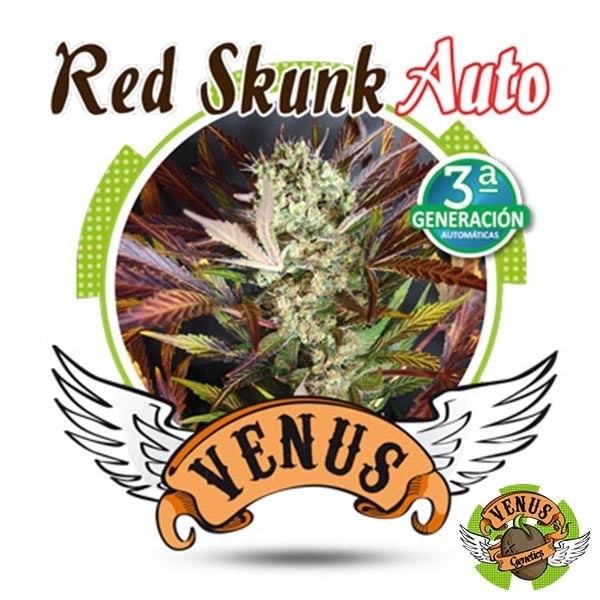 View Red Skunk Auto von Venus Genetics Autoflower - Günstig Anbauen