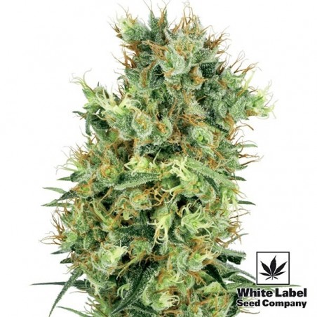 Cali Orange Bud Regular von White Label - Günstiges Wachstum