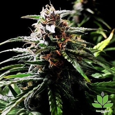 Auto Speed Bud von Female Seeds kaufen - Günstig anbauen