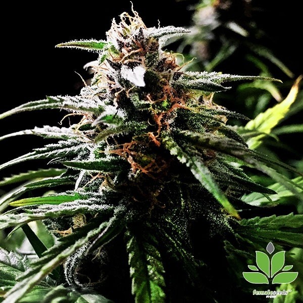 View Auto Speed Bud von Female Seeds kaufen - Günstig anbauen