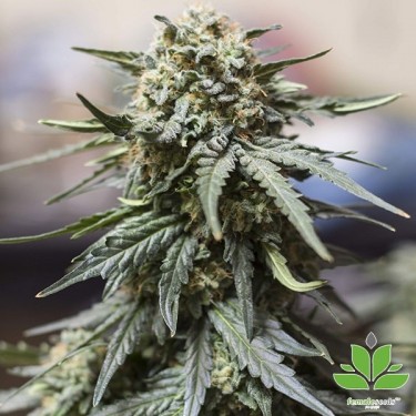 View Auto White Widow x Big Bud