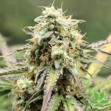 View Auto NL von Female Seeds kaufen - GB The Green Brand
