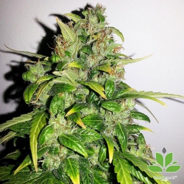 View Auto AK von Female Seeds kaufen - Günstig Anbauen