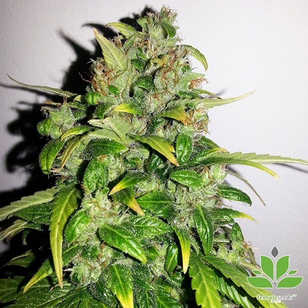 View Auto AK von Female Seeds kaufen - Günstig Anbauen