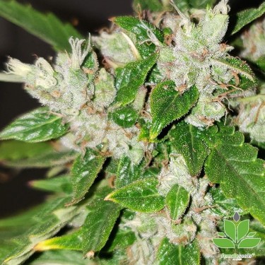 View Auto Bubble Female Seeds kaufen - GB The Green Brand
