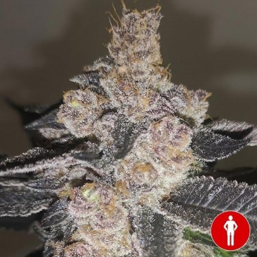 View Kaufen Sie Gelato 242 von Medical Seeds - GB The Green Brand