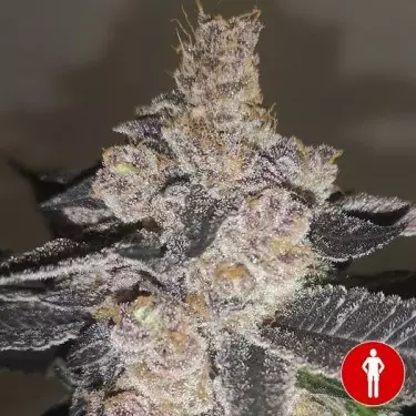 Kaufen Sie Gelato 242 von Medical Seeds - GB The Green Brand